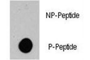Dot blot analysis of phospho-BRAF antibody.