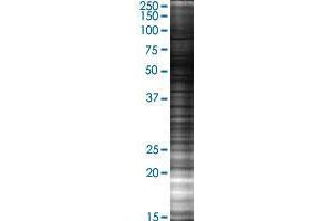 BTBD10 transfected lysate. (BTBD10 293T Cell Transient Overexpression Lysate(Denatured))