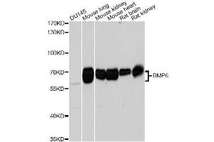 Western blot analysis of extracts of various cell lines, using BMP6 Antibody. (BMP6 antibody  (AA 100-200))