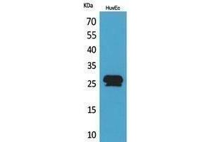 Western Blotting (WB) image for anti-Calcyclin Binding Protein (CACYBP) (C-Term) antibody (ABIN3187896) (CACYBP antibody  (C-Term))