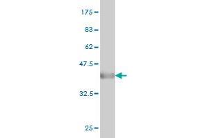 Western Blot detection against Immunogen (34. (CAPZB antibody  (AA 192-272))