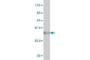 Western Blot detection against Immunogen (34.