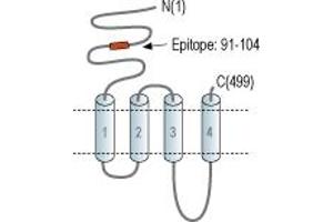 anti-Cholinergic Receptor, Nicotinic, alpha 3 (Neuronal) (CHRNA3) (AA 91-104), (Extracellular), (N-Term) antibody