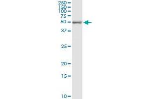 Immunoprecipitation of SH2D4A transfected lysate using anti-SH2D4A MaxPab rabbit polyclonal antibody and Protein A Magnetic Bead , and immunoblotted with SH2D4A purified MaxPab mouse polyclonal antibody (B01P) .