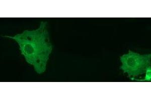 Immunofluorescence (IF) image for anti-Myotubularin Related Protein 14 (MTMR14) antibody (ABIN1499586)