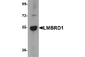 Western Blotting (WB) image for anti-LMBR1 Domain Containing 1 (LMBRD1) (C-Term) antibody (ABIN1030488) (LMBRD1 antibody  (C-Term))