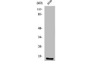 Western Blot analysis of A549 cells using PGE synthase Polyclonal Antibody (Prostaglandin E Synthase antibody  (Internal Region))