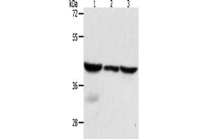 Western Blotting (WB) image for anti-Capping Protein (Actin Filament), Gelsolin-Like (CAPG) antibody (ABIN2429000) (CAPG antibody)