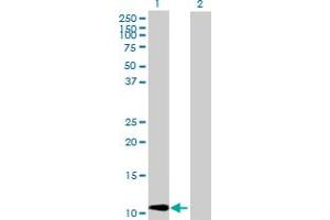 Western Blot analysis of CCL2 expression in transfected 293T cell line by CCL2 MaxPab polyclonal antibody. (CCL2 antibody  (AA 1-99))