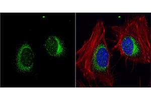 Immunofluorescence (IF) image for anti-Hypoxia Up Regulated 1 (HYOU1) (C-Term) antibody (ABIN2855339)
