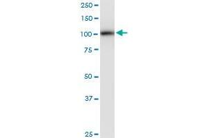 Phospholipase D2 antibody  (AA 834-933)