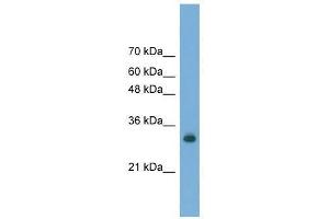 FAM78A antibody used at 0. (FAM78A antibody  (C-Term))
