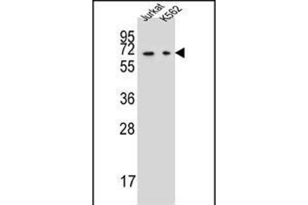 DPYS antibody  (C-Term)