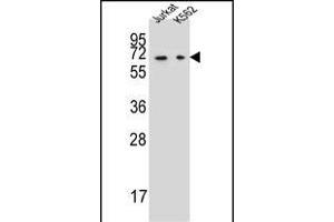 DPYS Antibody (C-term) (ABIN657357 and ABIN2846407) western blot analysis in Jurkat,K562 cell line lysates (35 μg/lane). (DPYS antibody  (C-Term))