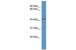 WB Suggested Anti-Bcat1 Antibody Titration:  0. (BCAT1 antibody  (C-Term))