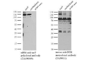 Western Blotting (WB) image for anti-CRISPR-Cas9 (AA 1150-1200) antibody (ABIN2670026) (CRISPR-Cas9 (AA 1150-1200) antibody)