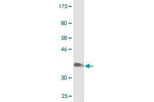 Western Blot detection against Immunogen (36. (NDST3 antibody  (AA 162-259))