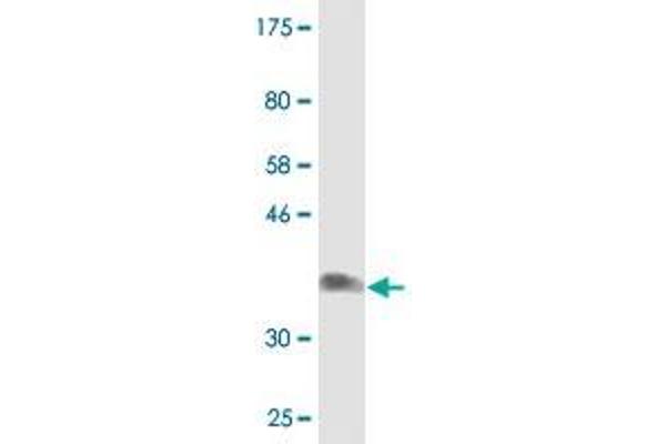 NDST3 antibody  (AA 162-259)