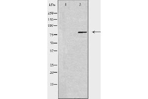 Western blot analysis of extracts from 3T3 cells using USP44 antibody.