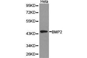 Western Blotting (WB) image for anti-Bone Morphogenetic Protein 2 (BMP2) antibody (ABIN1871311) (BMP2 antibody)