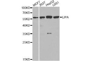 Western blot analysis of extracts of various cell lines, using LIPA antibody.