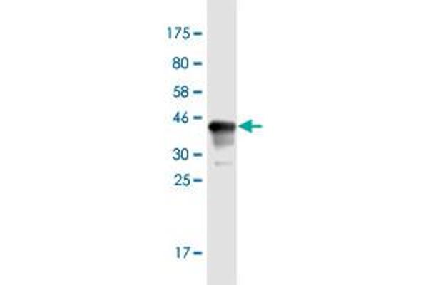 MYT1L antibody  (AA 301-410)