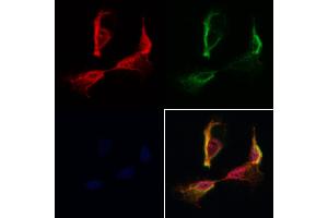 ABIN7093908 and ABIN7097952 staining Hela cells by IF/ICC. (SSFA2 antibody  (C-Term))
