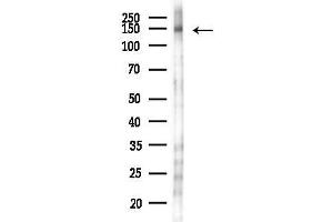 Western blot analysis of lysates from 293 cells(LPS 4h treatment), using Phospho-C (Tyr807) Antibody at 1/1000 dilution.