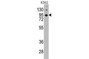 Image no. 1 for anti-Cadherin 7 (CDH7) (AA 63-92), (N-Term) antibody (ABIN356983) (Cadherin 7 antibody  (N-Term))