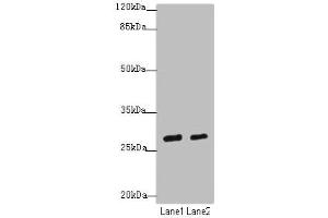 Western blot All lanes: KLF9antibody at 4. (KLF9 antibody  (AA 1-150))