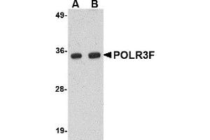 Western Blotting (WB) image for anti-Polymerase (RNA) III (DNA Directed) Polypeptide F, 39 KDa (POLR3F) (N-Term) antibody (ABIN1031522) (POLR3F antibody  (N-Term))