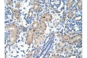 Image no. 1 for anti-Forkhead Box R2 (FOXR2) (AA 82-131) antibody (ABIN203387) (FOXR2 antibody  (AA 82-131))