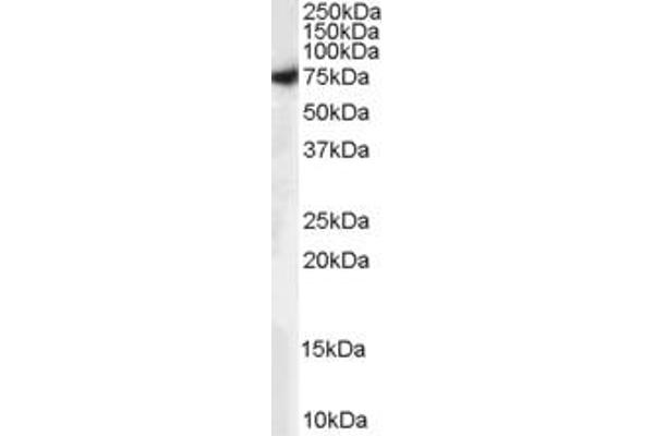 STXBP1 anticorps  (C-Term)