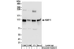 Western Blotting (WB) image for anti-Tripartite Motif Containing 28 (TRIM28) (AA 550-600) antibody (ABIN7450387)