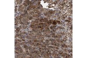 Immunohistochemical staining of human adrenal gland with FAM171A2 polyclonal antibody  shows strong cytoplasmic positivity in cortical cells at 1:20-1:50 dilution.