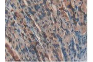 IHC-P analysis of Mouse Stomach Tissue, with DAB staining. (GPX4 antibody  (AA 74-197))