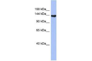 WB Suggested Anti-SYNJ2 Antibody Titration:  0. (Synaptojanin 2 antibody  (N-Term))