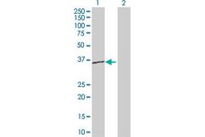 Western Blot analysis of RPL15 expression in transfected 293T cell line by RPL15 MaxPab polyclonal antibody. (RPL15 antibody  (AA 1-204))