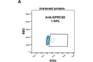 Expi 293 cell line transfected with irrelevant protein (A) and human GPRC5D (B) were surface stained with Rabbit anti-GPRC5D monoclonal antibody 1 μg/mL (clone: DM89) followed by Alexa 488-conjugated anti-rabbit IgG secondary antibody. (GPRC5D antibody  (AA 1-27))