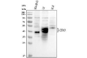 Western blot analysis of CD63 using anti-CD63 antibody (ABIN3043395). (CD63 antibody  (AA 97-238))