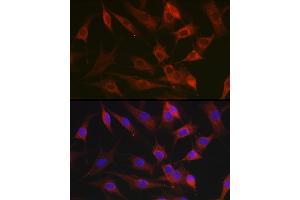 Immunofluorescence analysis of NIH-3T3 cells using CX3CL1 Rabbit pAb (ABIN6129035, ABIN6139265, ABIN6139266 and ABIN6218481) at dilution of 1:100 (40x lens). (CX3CL1 antibody  (AA 365-397))