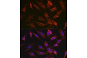 Immunofluorescence analysis of NIH-3T3 cells using CX3CL1 Rabbit pAb (ABIN6129035, ABIN6139265, ABIN6139266 and ABIN6218481) at dilution of 1:100 (40x lens). (CX3CL1 antibody  (AA 365-397))