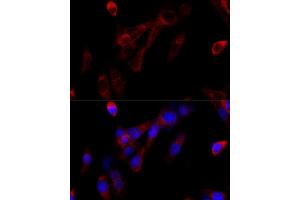 Western blot analysis of extracts of C6 cells, using KMT2A Rabbit pAb  at 1:1000 dilution. (MLL/KMT2A antibody)