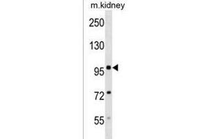 Mouse Sdccag1 Antibody (N-term) (ABIN1539210 and ABIN2838233) western blot analysis in mouse kidney tissue lysates (35 μg/lane). (NEMF antibody  (N-Term))