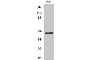 Western Blotting (WB) image for anti-E2F4/E2F5 (E2F4/5) (Internal Region) antibody (ABIN3184380)