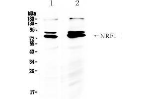 Western Blotting (WB) image for anti-Nuclear Respiratory Factor 1 (NRF1) (AA 272-288), (Middle Region) antibody (ABIN3044020)