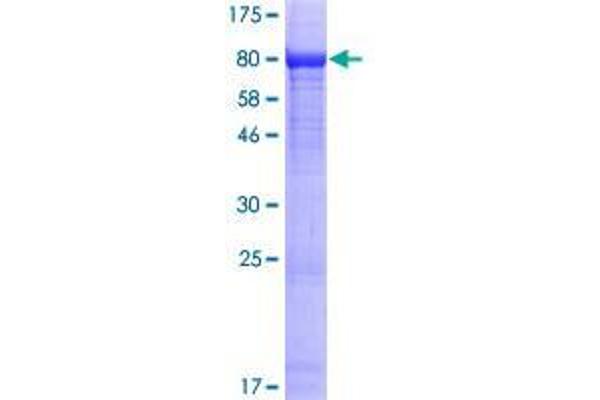 EXD1 Protein (AA 1-514) (GST tag)
