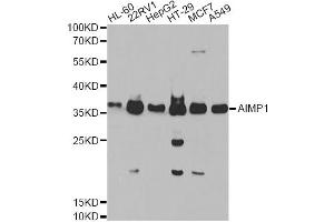 Western blot analysis of extracts of various cell lines, using AIMP1 Antibody (ABIN5973047) at 1/1000 dilution. (AIMP1 antibody)