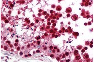 Human Testis (formalin-fixed, paraffin-embedded) stained with SREBF2 antibody ABIN214193 at 5 ug/ml followed by biotinylated goat anti-rabbit IgG secondary antibody ABIN481713, alkaline phosphatase-streptavidin and chromogen. (SREBF2 antibody  (AA 455-469))