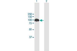 Western Blot analysis of SRPK1 expression in transfected 293T cell line by SRPK1 MaxPab polyclonal antibody.